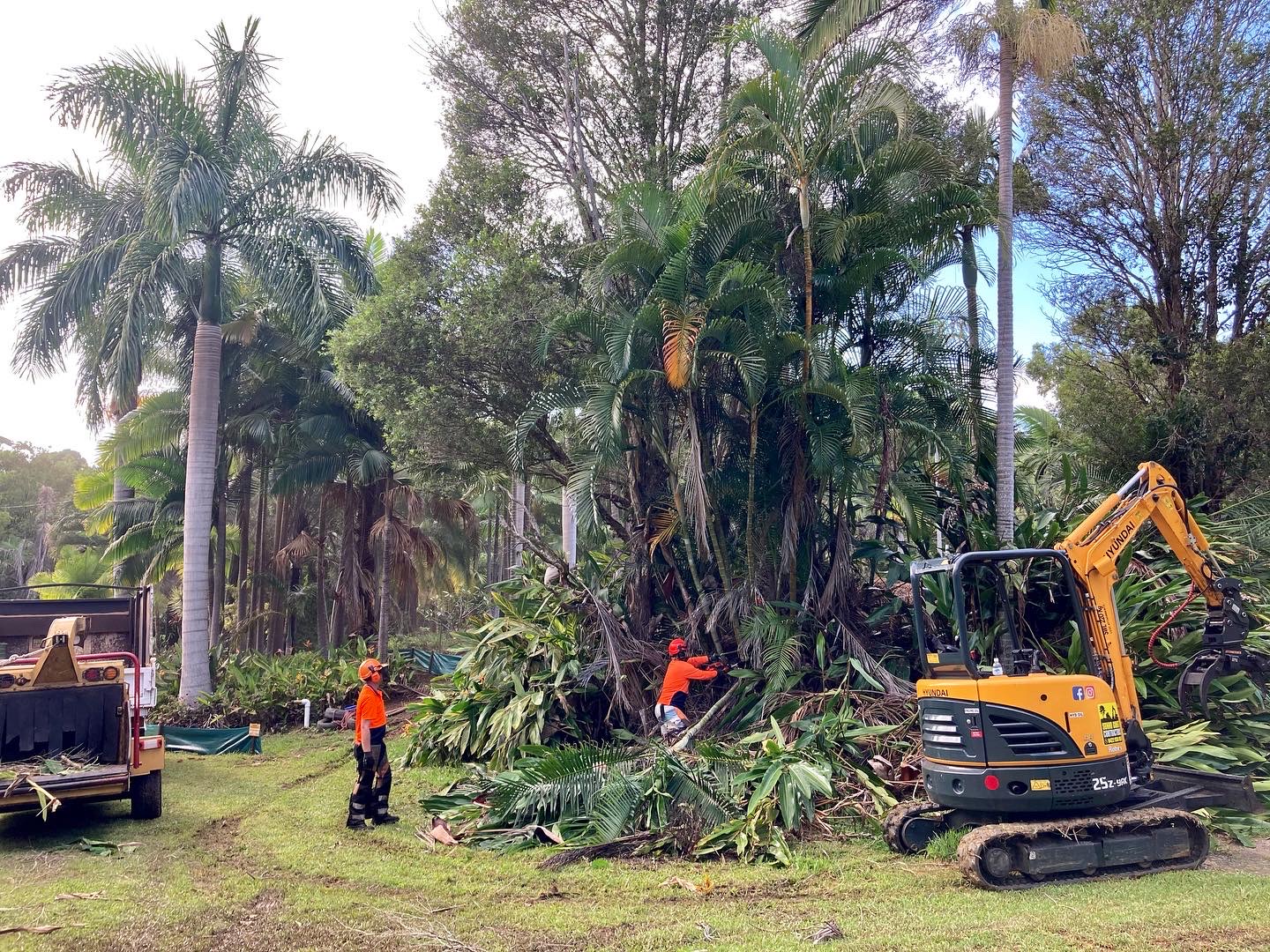 Tree Removal & Arborist Sunshine Coast | Doonan Tree Works